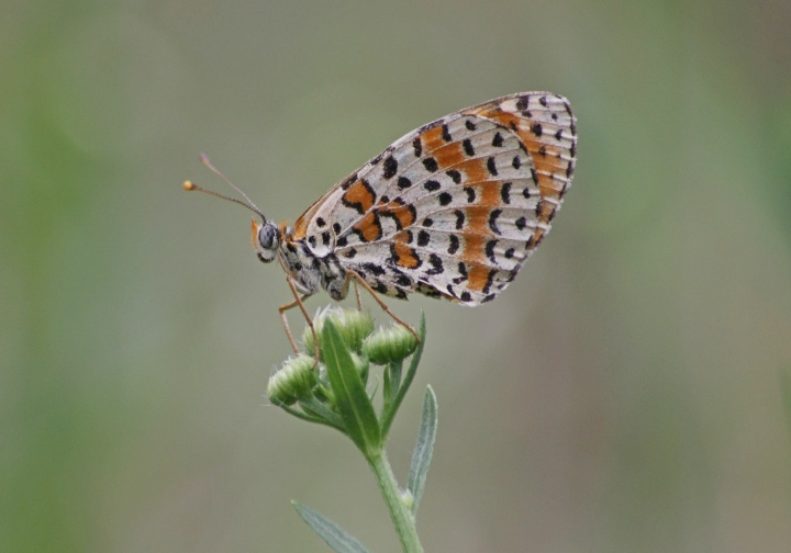 melitae dydima: conferma ID